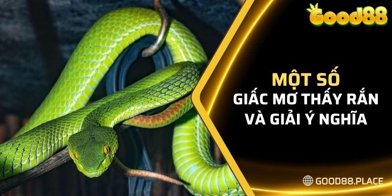 Một số giấc mơ thấy rắn và giải ý nghĩa chi tiết